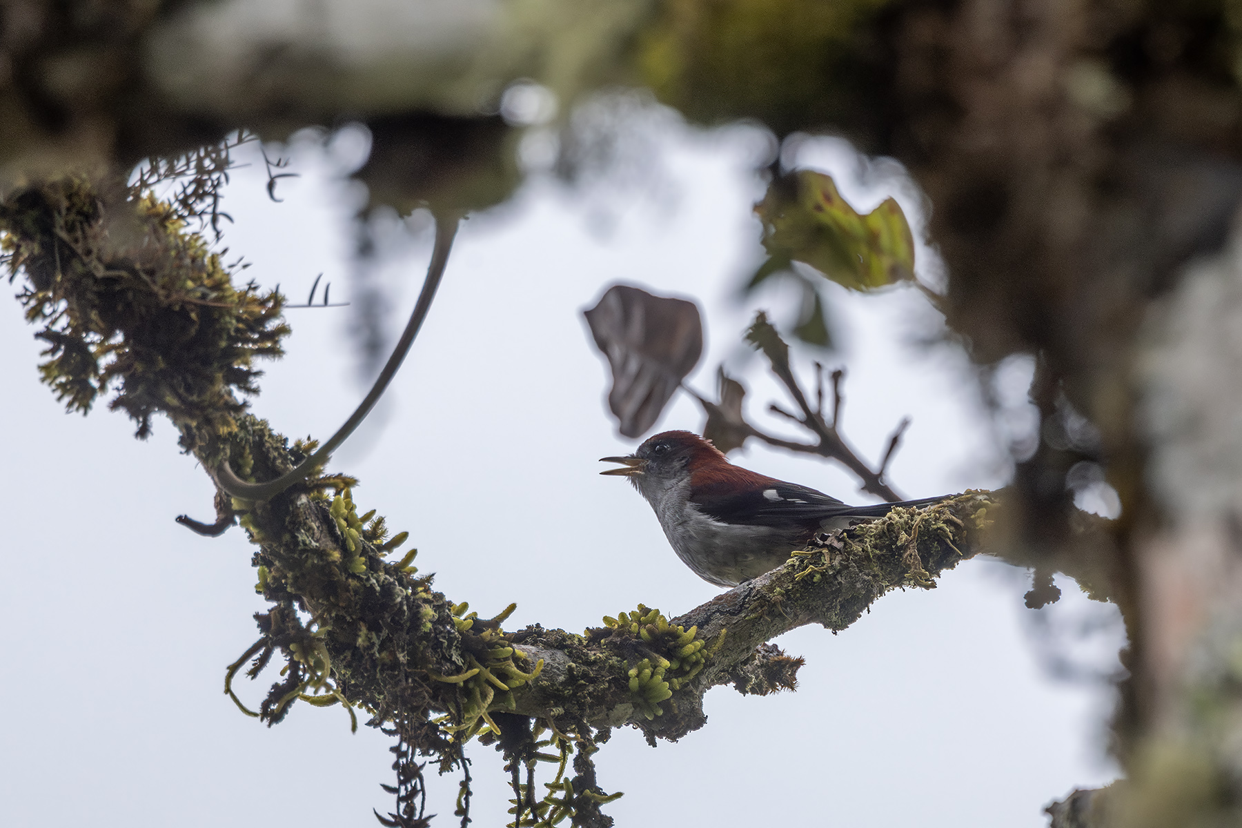 Garnet Robin (image by Dáni Balla)