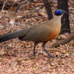 Giant Coua (image by Nik Borrow)