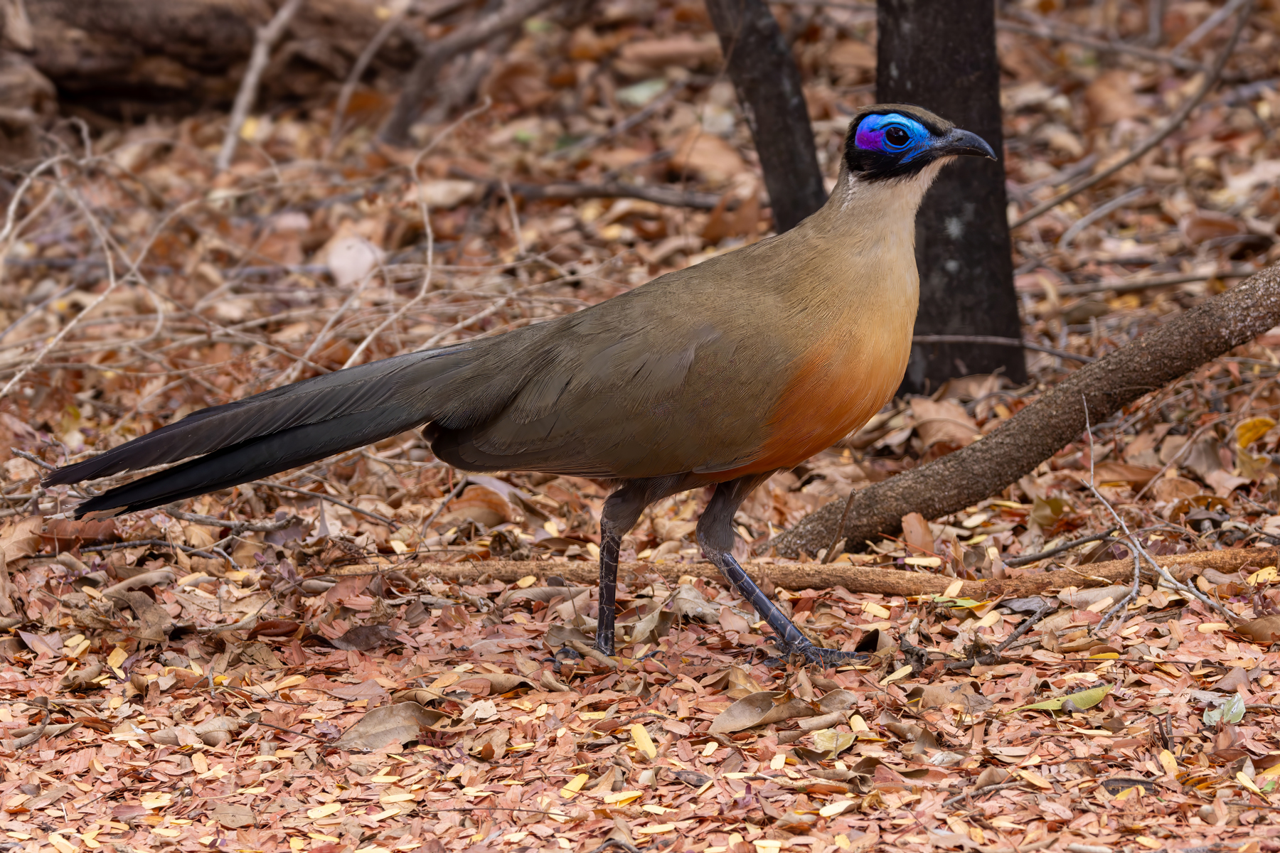 Giant Coua (image by Nik Borrow)