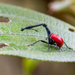 Giraffe-necked Weevil (image by Nik Borrow)