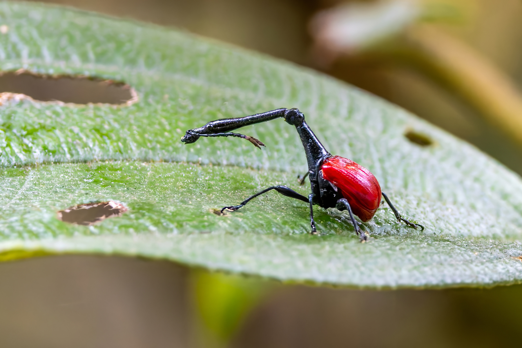 Giraffe-necked Weevil (image by Nik Borrow)