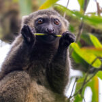Golden Bamboo Lemur (image by Nik Borrow)