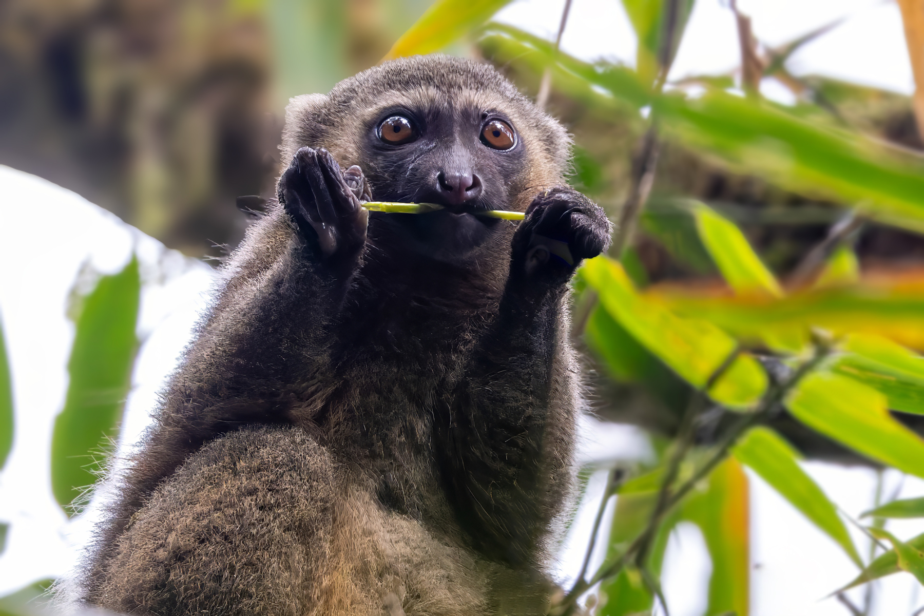 Golden Bamboo Lemur (image by Nik Borrow)