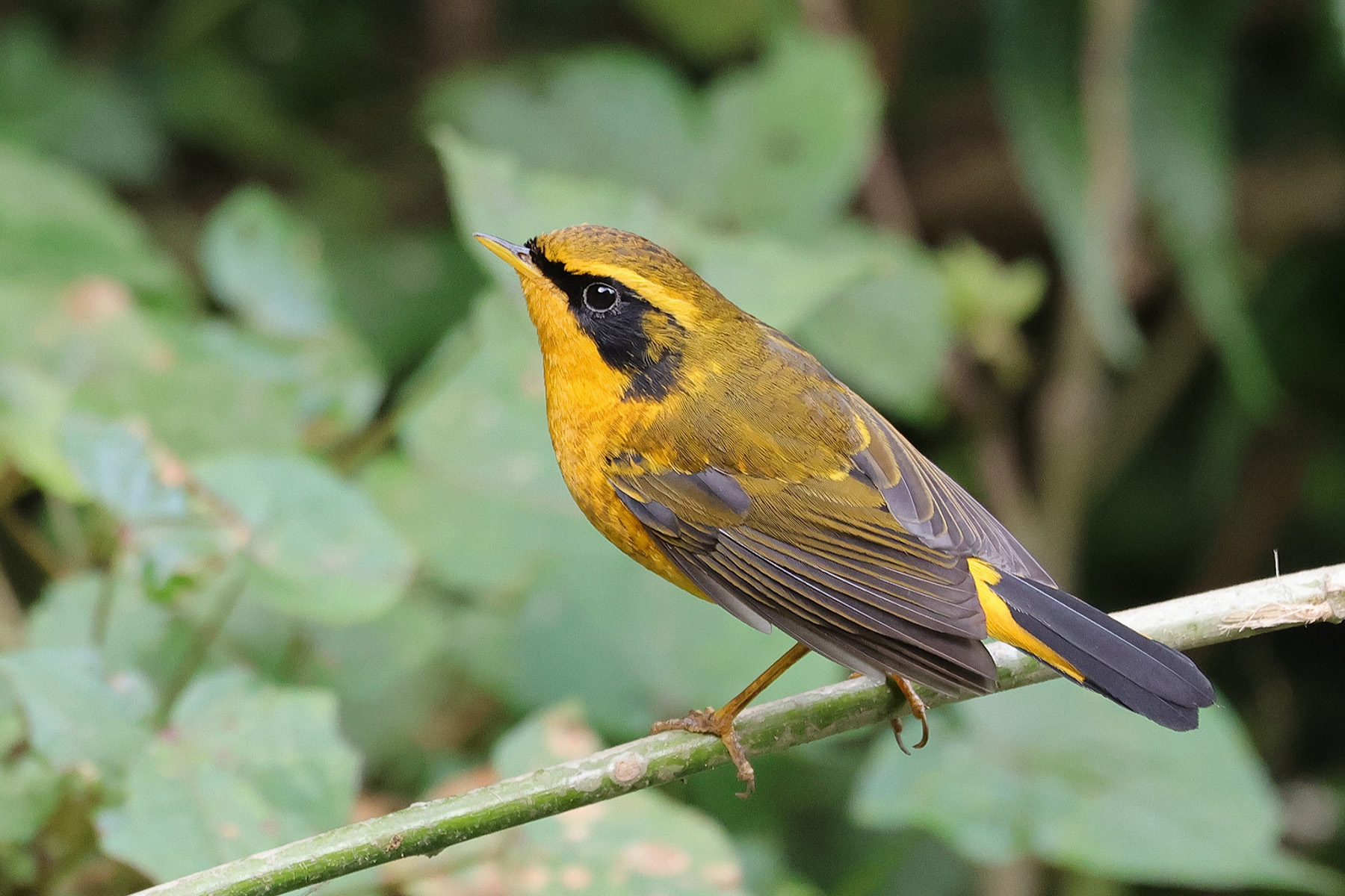 Golden Bushrobin (image by Hannu Jännes)