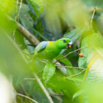 Golden-mantled Racquet-tail (image by Diedert Koppenol)