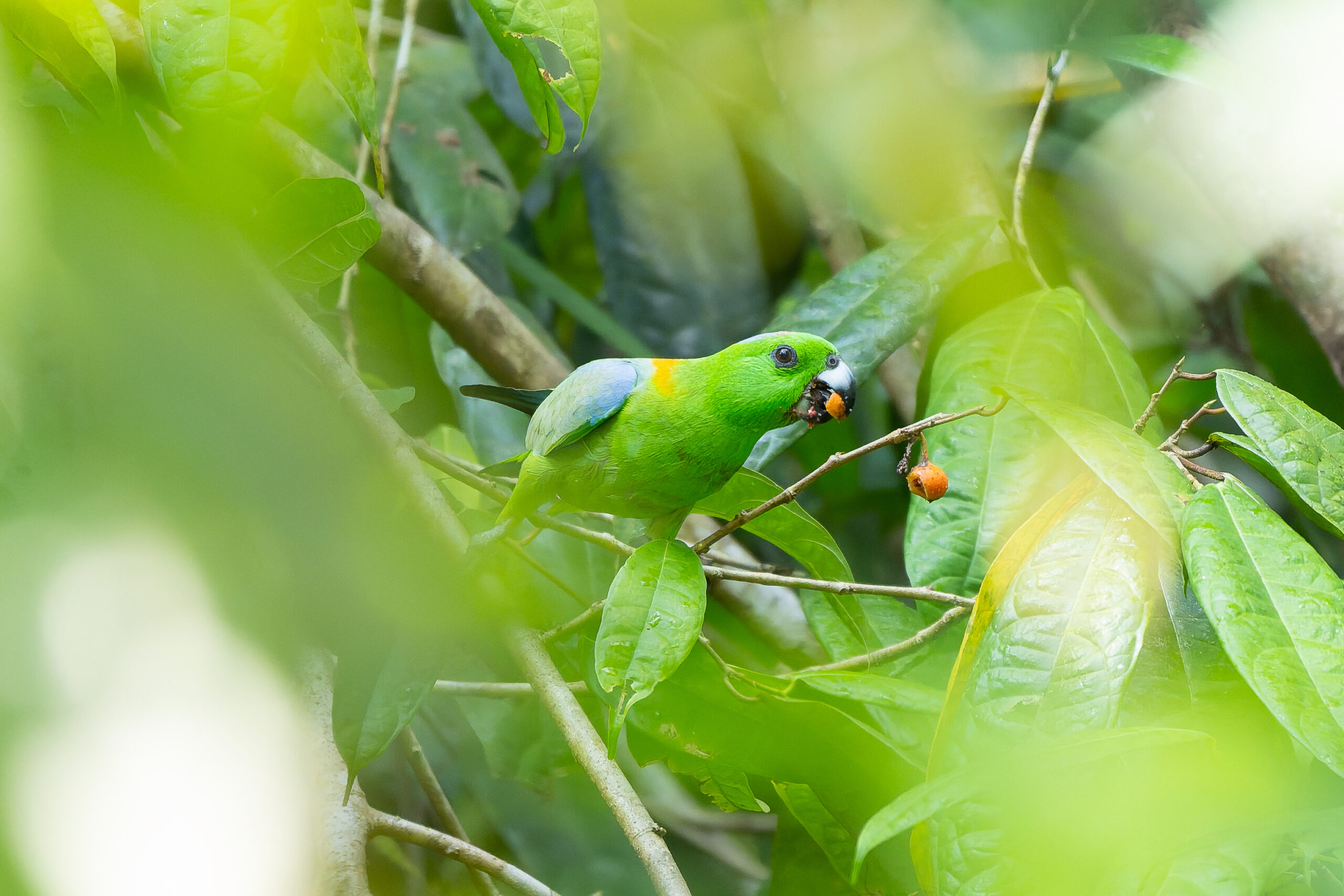 Golden-mantled Racquet-tail (image by Diedert Koppenol)