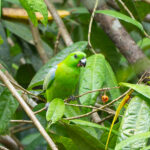 Golden-mantled Racquet-tail (image by Diedert Koppenol)