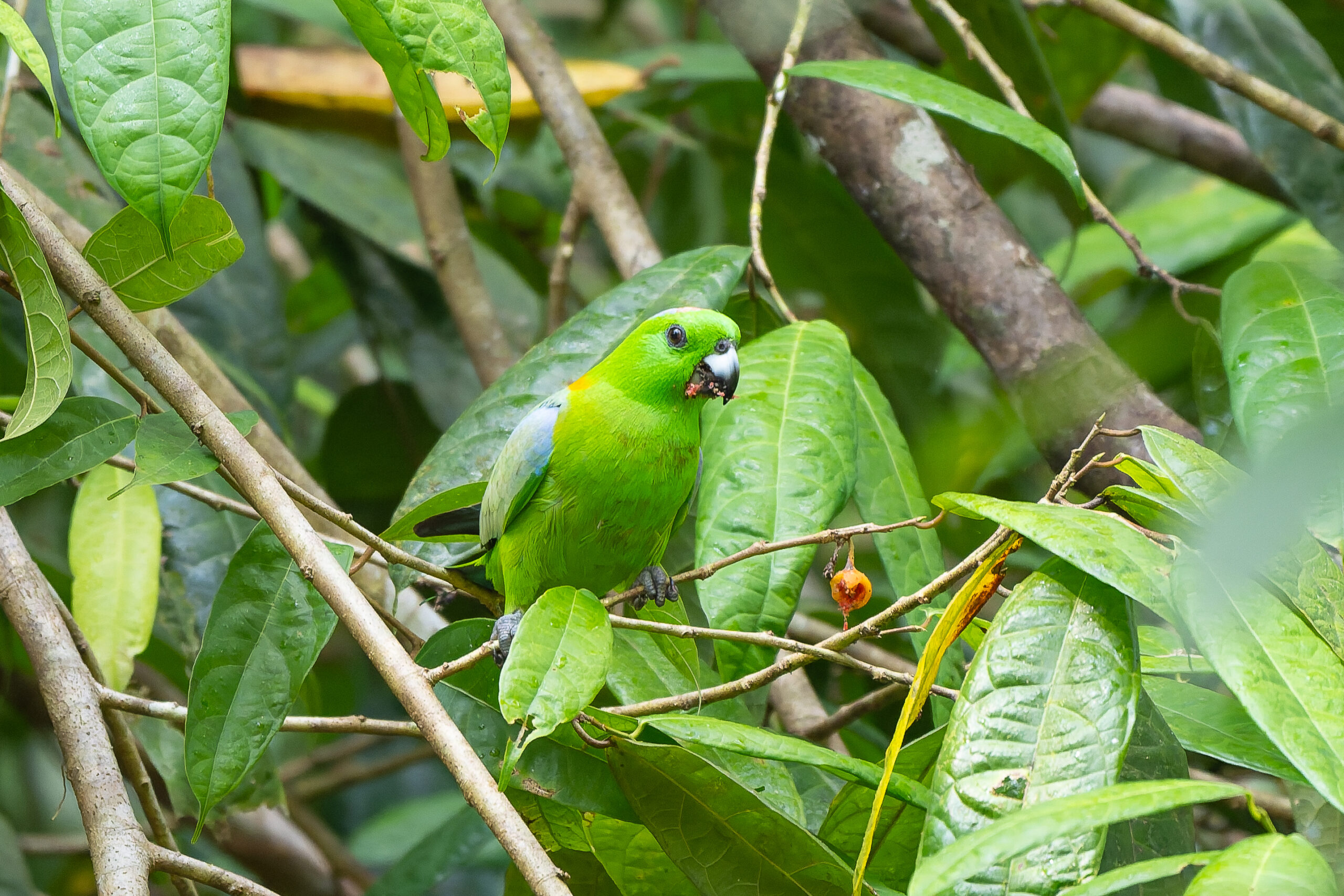 Golden-mantled Racquet-tail (image by Diedert Koppenol)