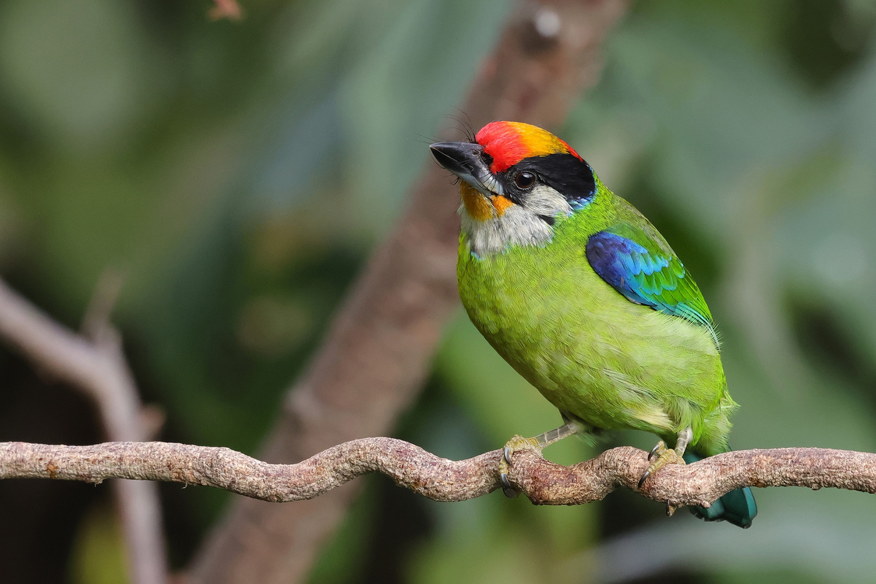 Golden-throated Barbet (image by Hannu Jännes)