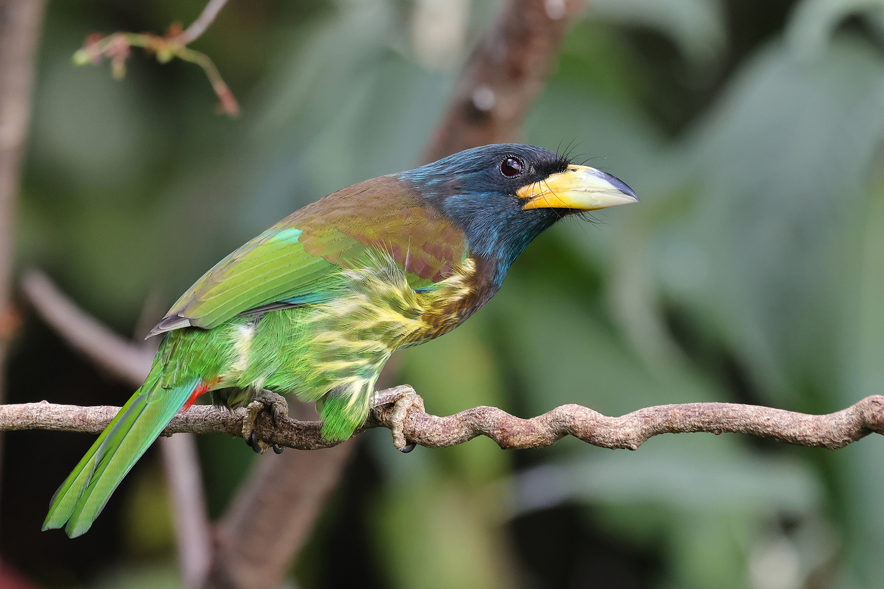 Great Barbet (image by Hannu Jännes)