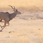 Greater Kudu (image by Janos Olah)