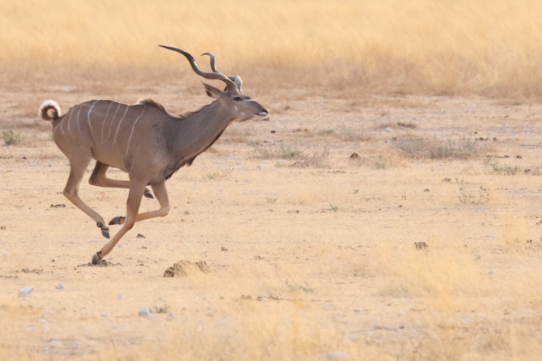 Greater Kudu (image by Janos Olah)