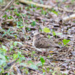 Grenada Dove (image by Diedert Koppenol)