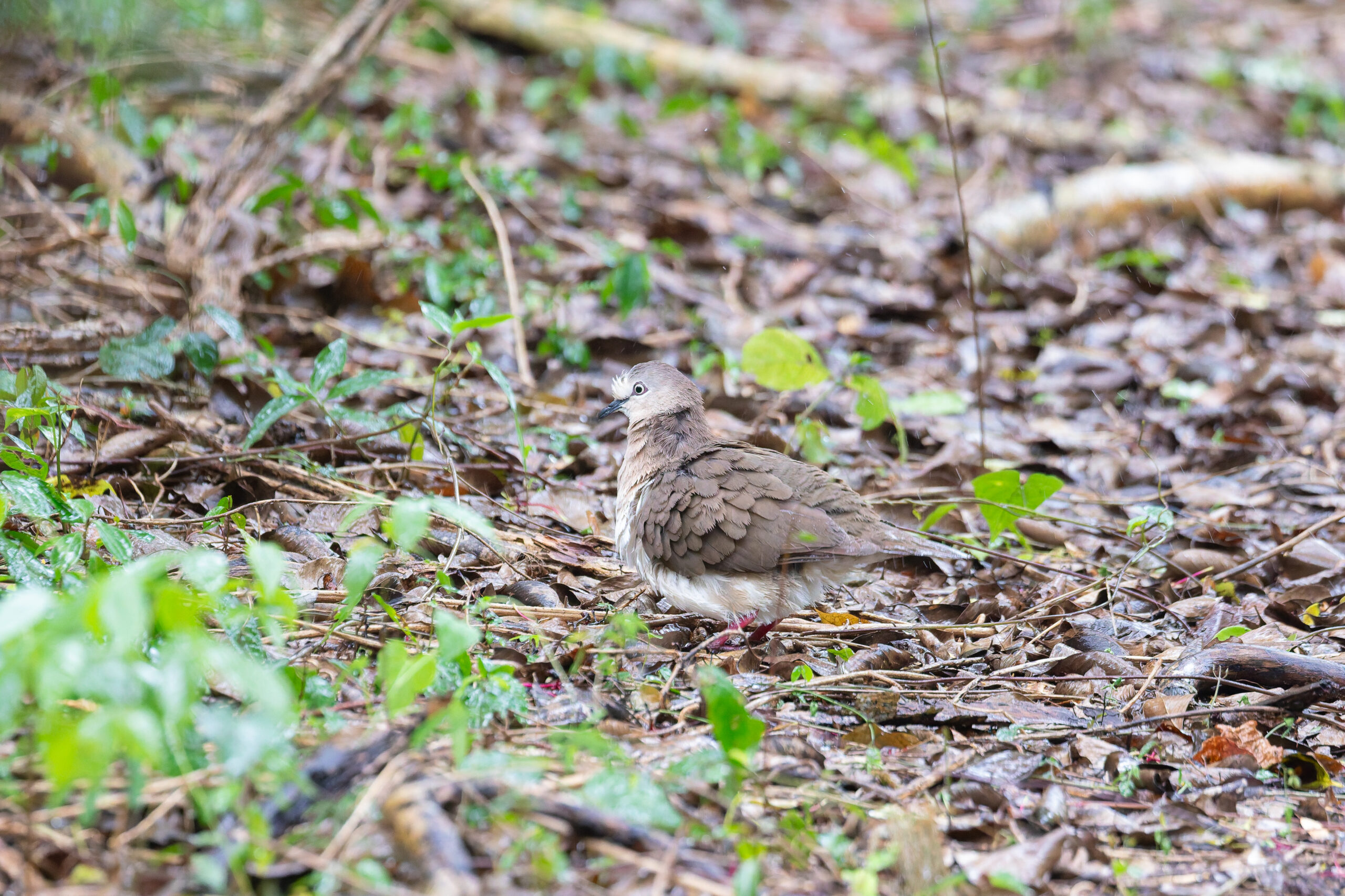 Grenada Dove (image by Diedert Koppenol)