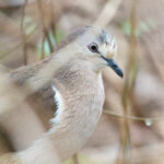 Grenada Dove (image by Diedert Koppenol)