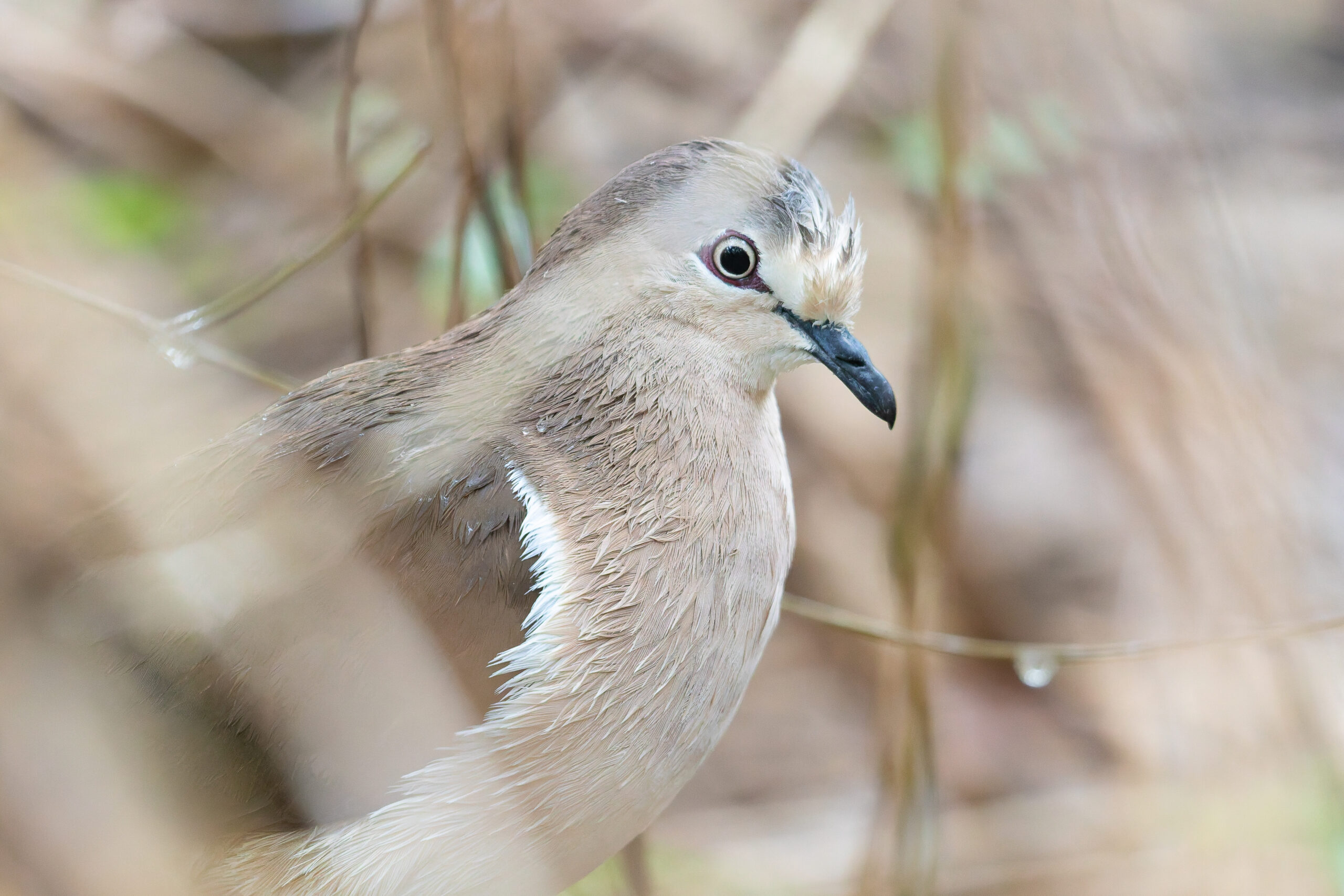 Grenada Dove (image by Diedert Koppenol)