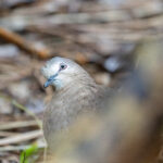 Grenada Dove (image by Diedert Koppenol)