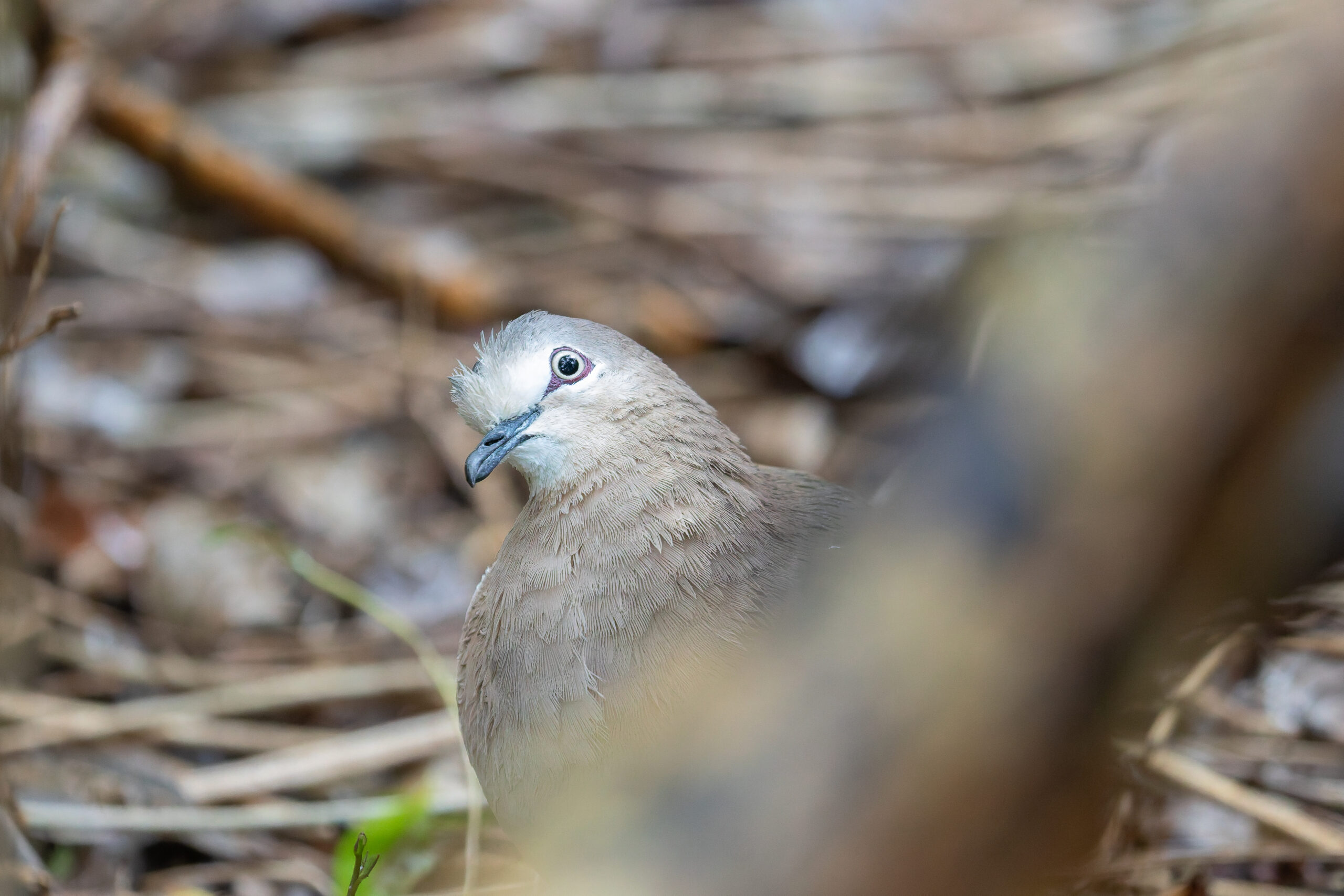 Grenada Dove (image by Diedert Koppenol)