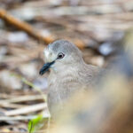Grenada Dove (image by Diedert Koppenol)