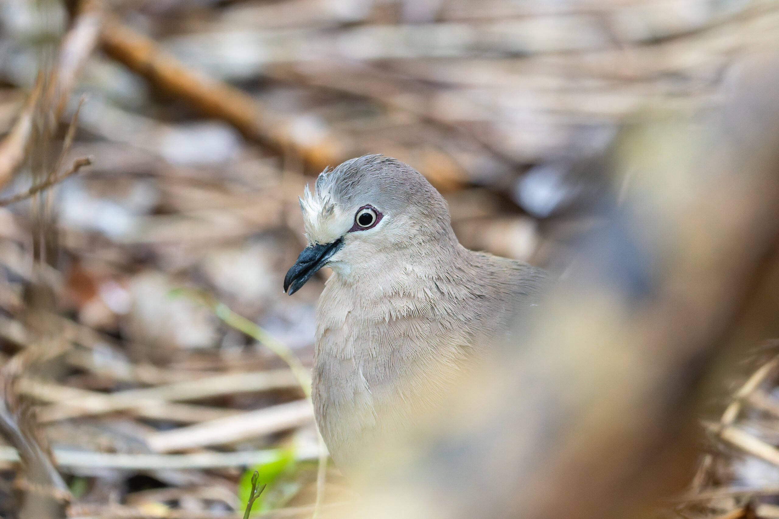 Grenada Dove (image by Diedert Koppenol)