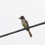 Grenada Flycatcher (image by Diedert Koppenol)