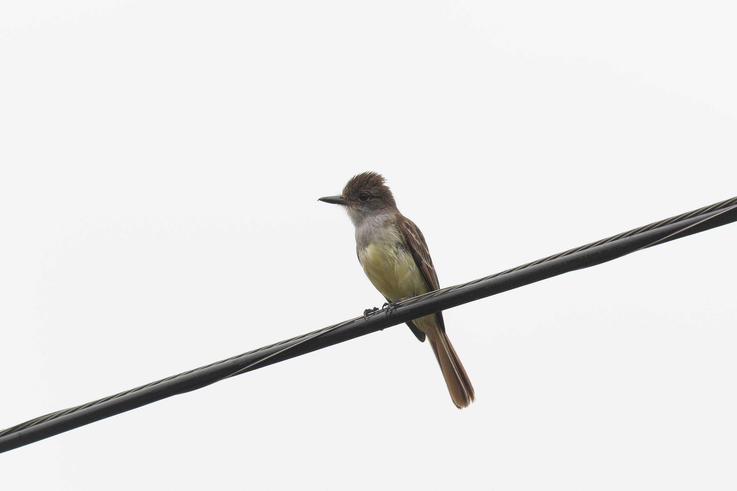 Grenada Flycatcher (image by Diedert Koppenol)