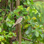 Grenada Flycatcher (image by Diedert Koppenol)