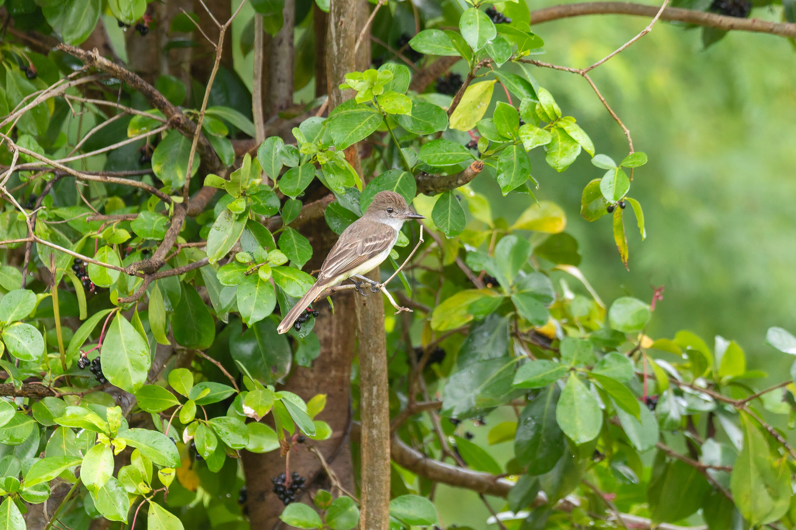 Grenada Flycatcher (image by Diedert Koppenol)
