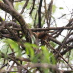 Grenada Wren (image by Diedert Koppenol)