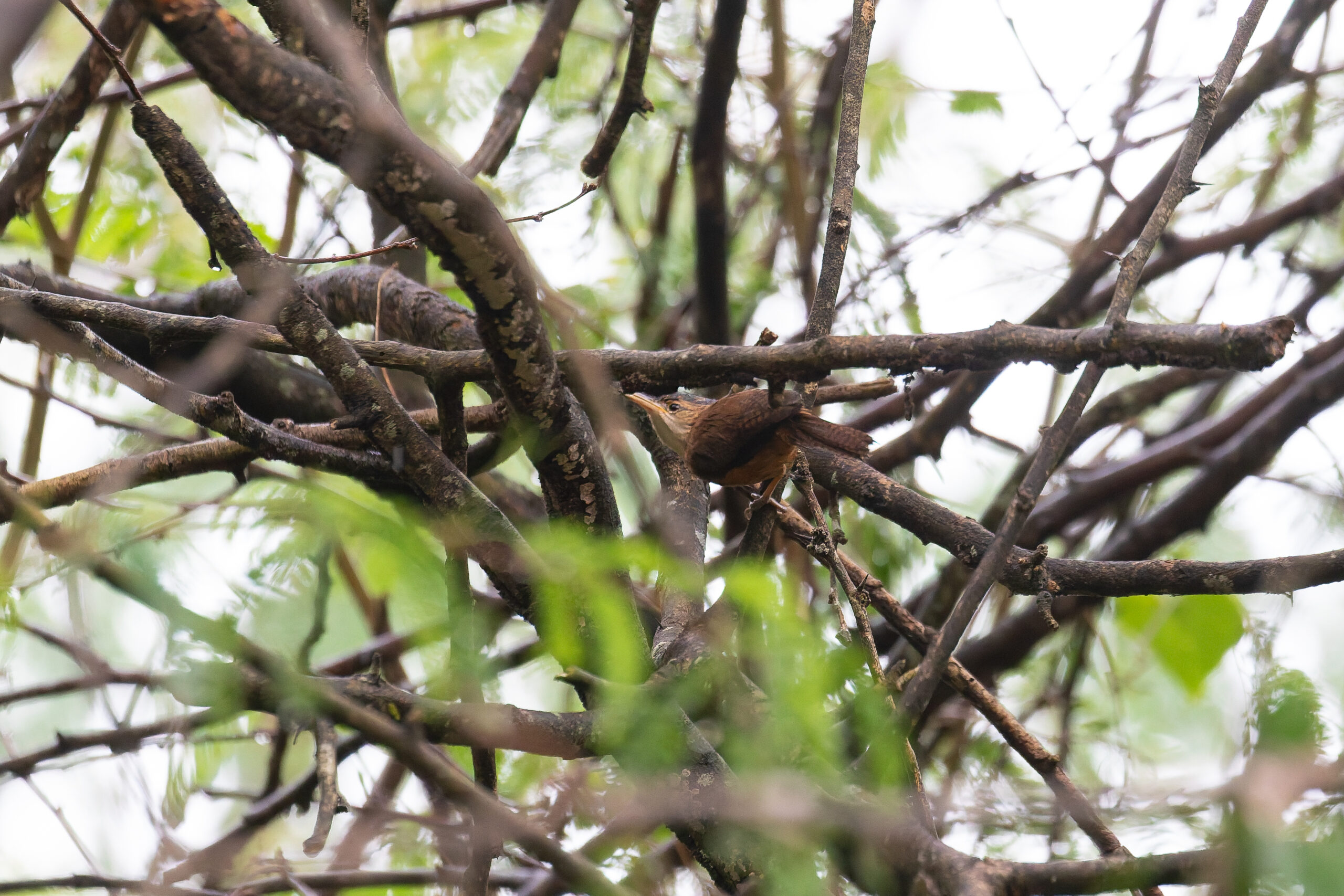 Grenada Wren (image by Diedert Koppenol)