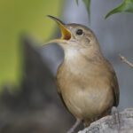 Grenada Wren (image by Tony Mills)