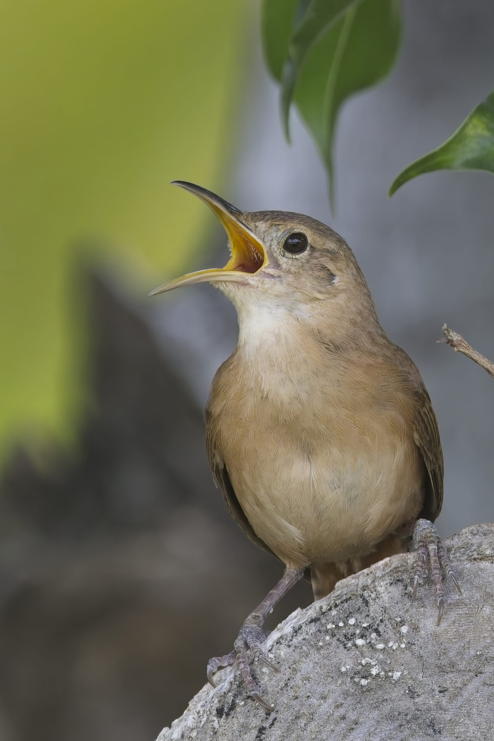 Grenada Wren (image by Tony Mills)