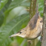 Grenada Wren (image by Tony Mills)