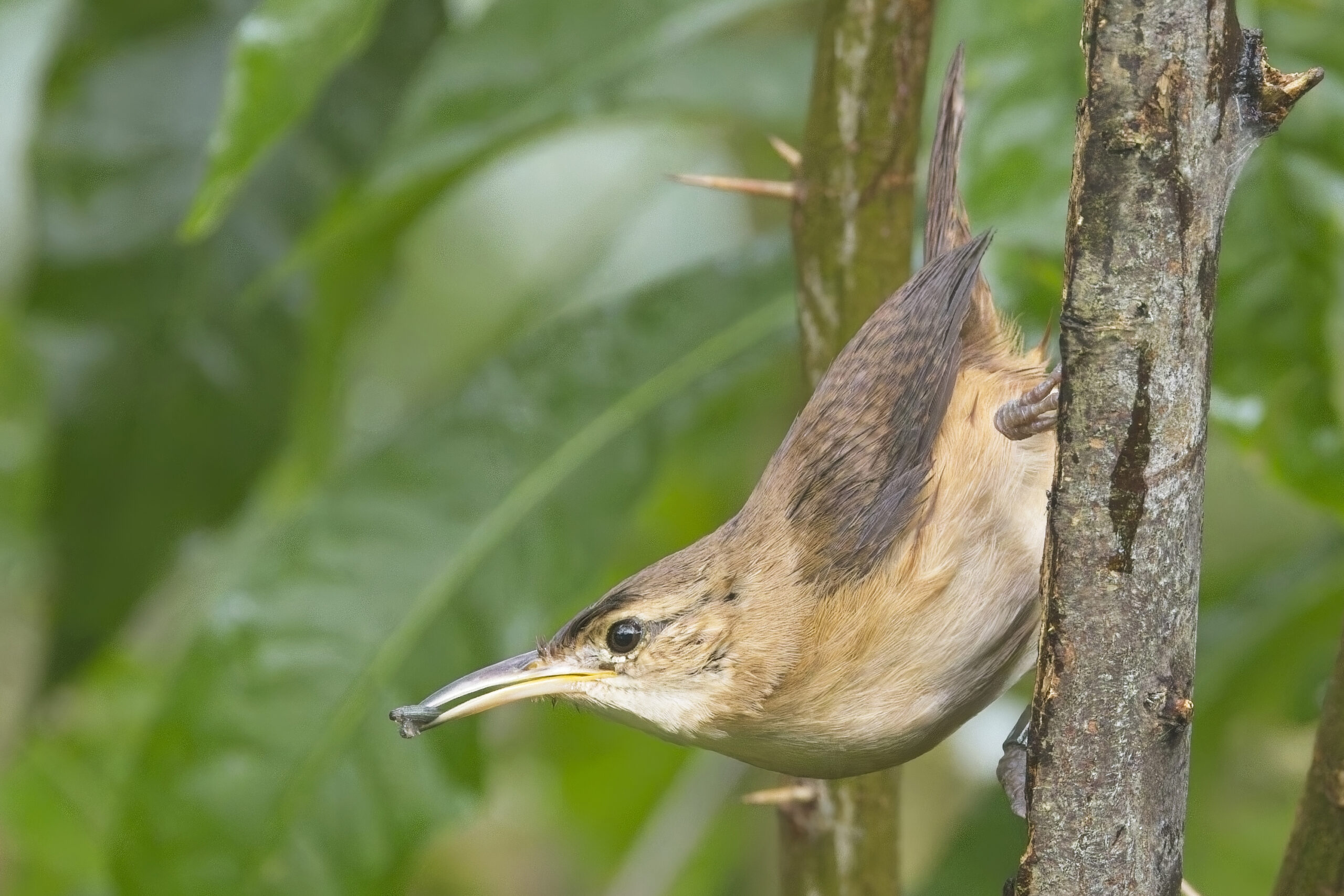 Grenada Wren (image by Tony Mills)