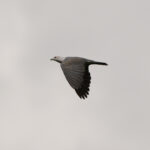 Grey Imperial Pigeon (image by Diedert Koppenol)