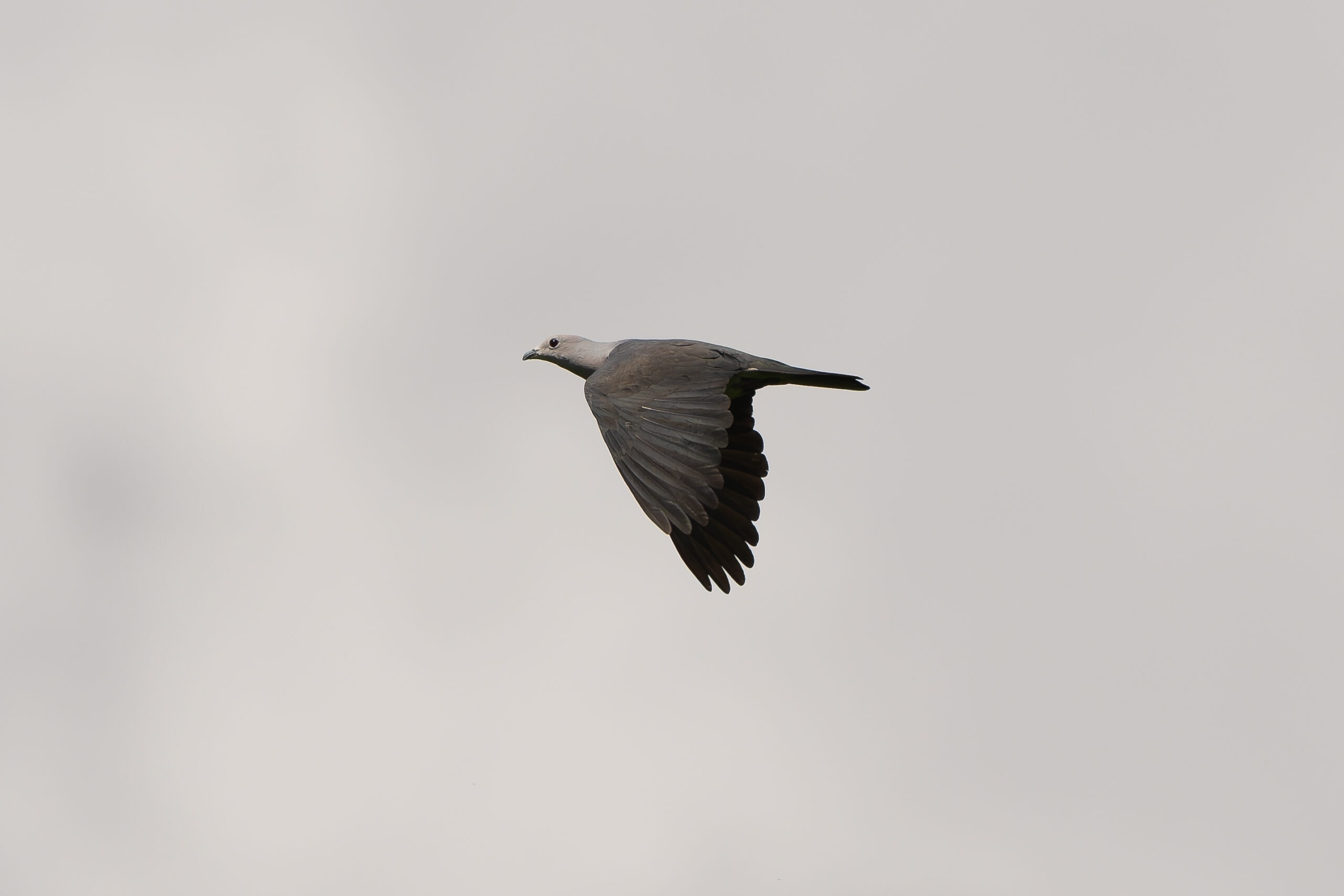 Grey Imperial Pigeon (image by Diedert Koppenol)