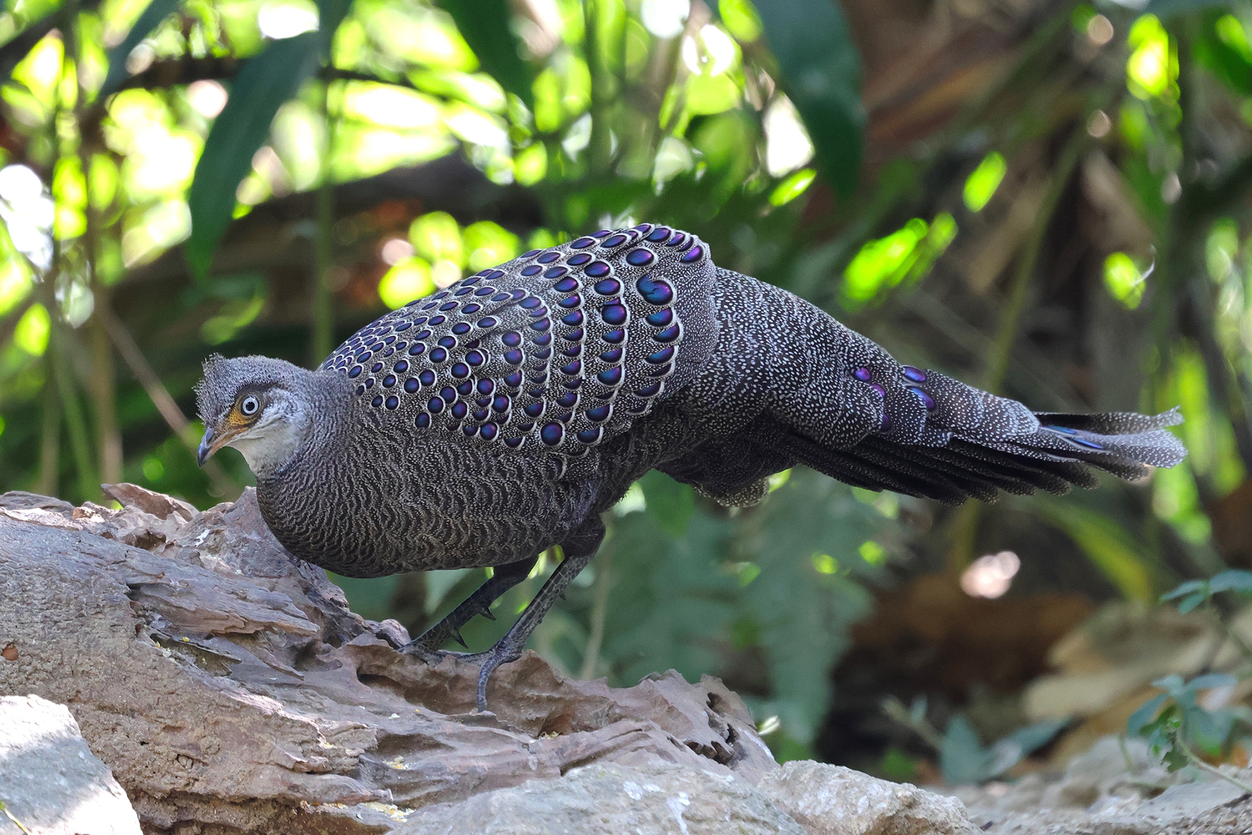 Grey Peacock-Pheasant (image by Hannu Jännes)
