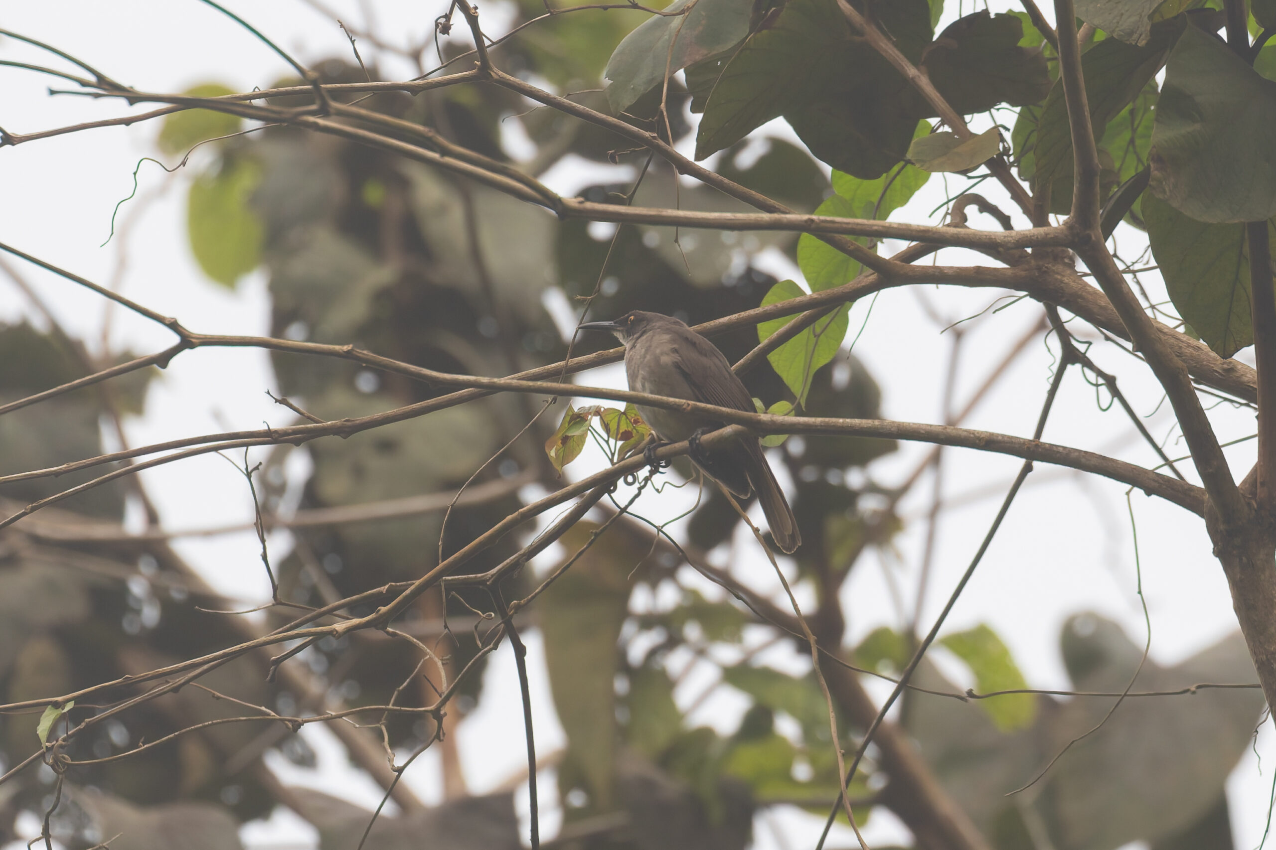 Grey Trembler (image by Diedert Koppenol)