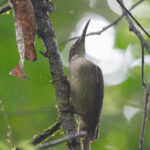 Grey Trembler (image by Diedert Koppenol)