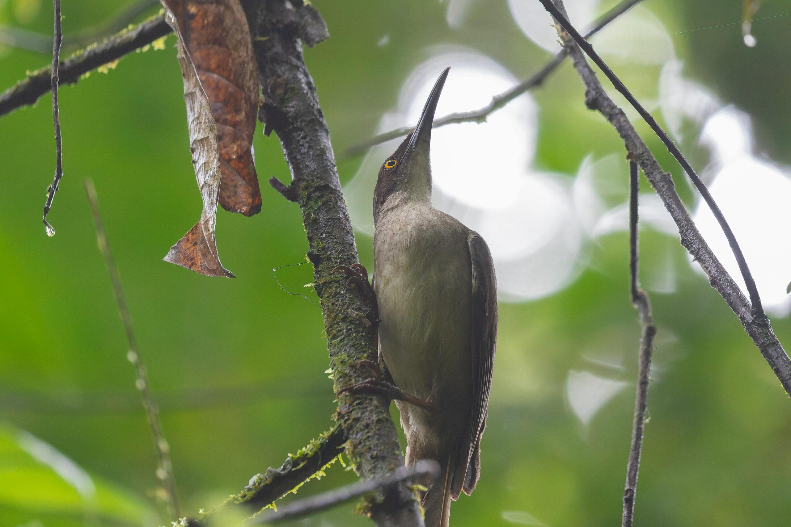 Grey Trembler (image by Diedert Koppenol)