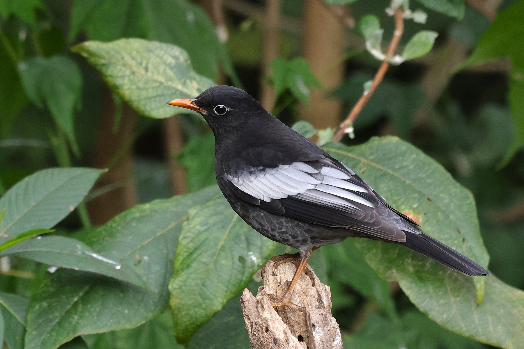 Grey-winged Thrush (image by Hannu Jännes)