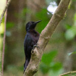 Guadeloupe Woodpecker (image by Diedert Koppenol)