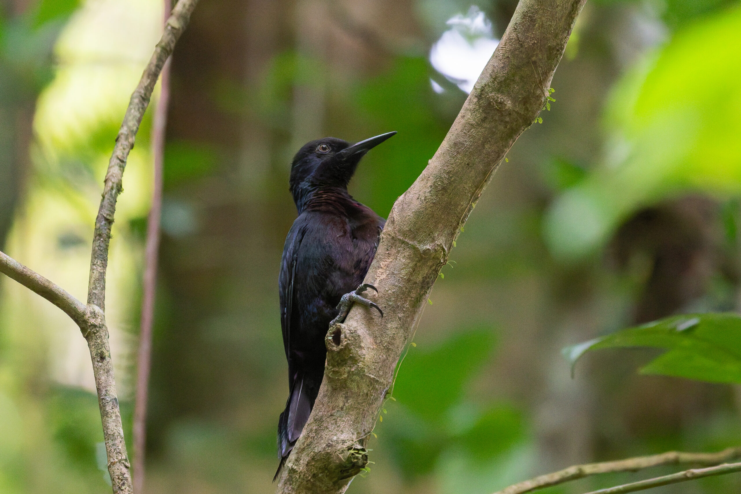 Guadeloupe Woodpecker (image by Diedert Koppenol)