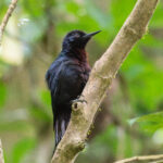 Guadeloupe Woodpecker (image by Diedert Koppenol)