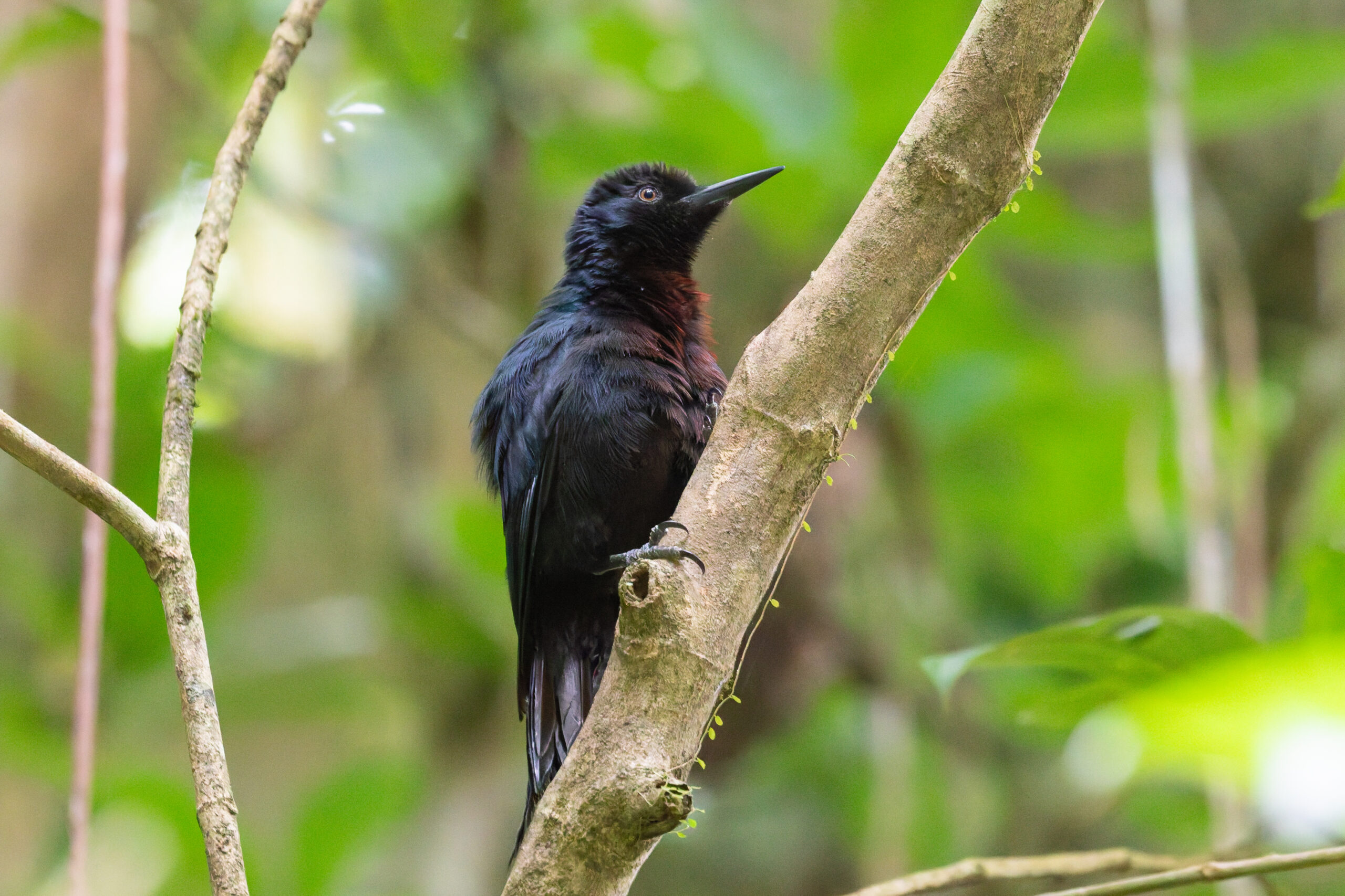 Guadeloupe Woodpecker (image by Diedert Koppenol)