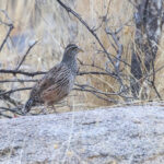 Hartlaub's Francolin (image by Janos Olah)