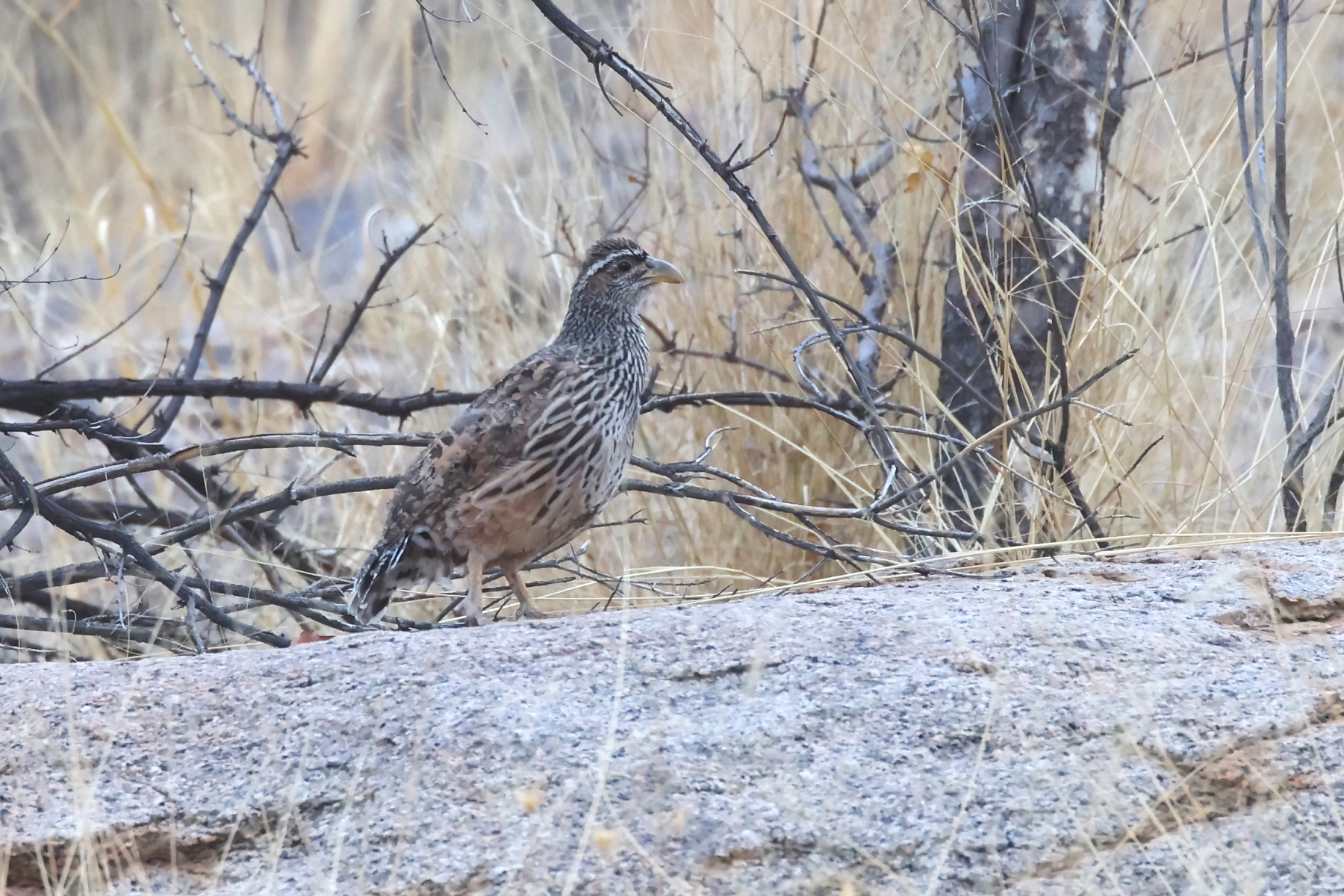 Hartlaub's Francolin (image by Janos Olah)
