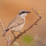 Herero Chat (image by Janos Olah)
