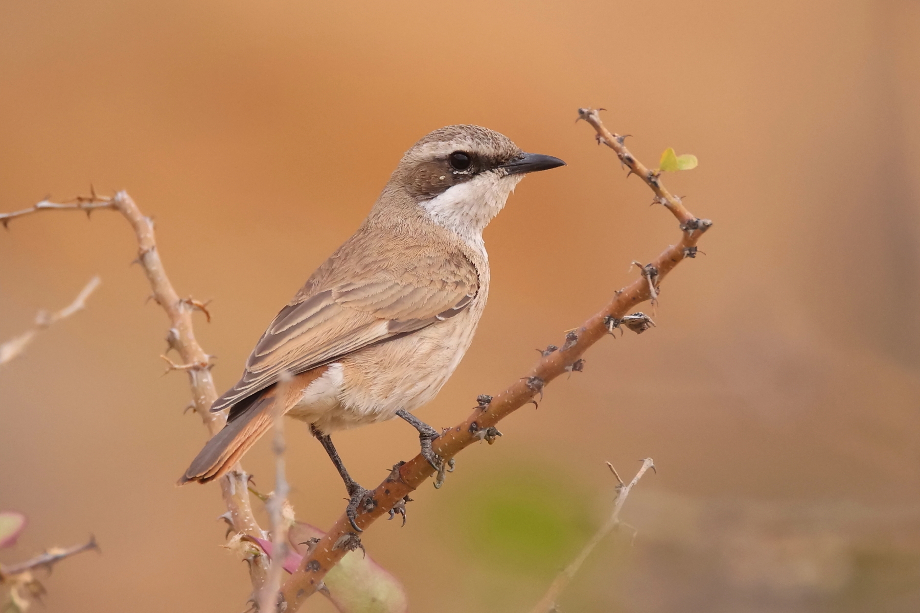Herero Chat (image by Janos Olah)