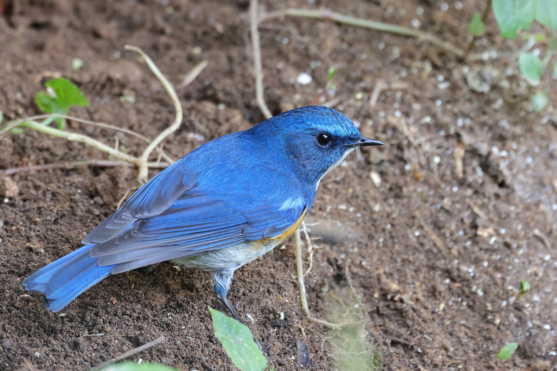 Himalayan Bluetail (image by Hannu Jännes)